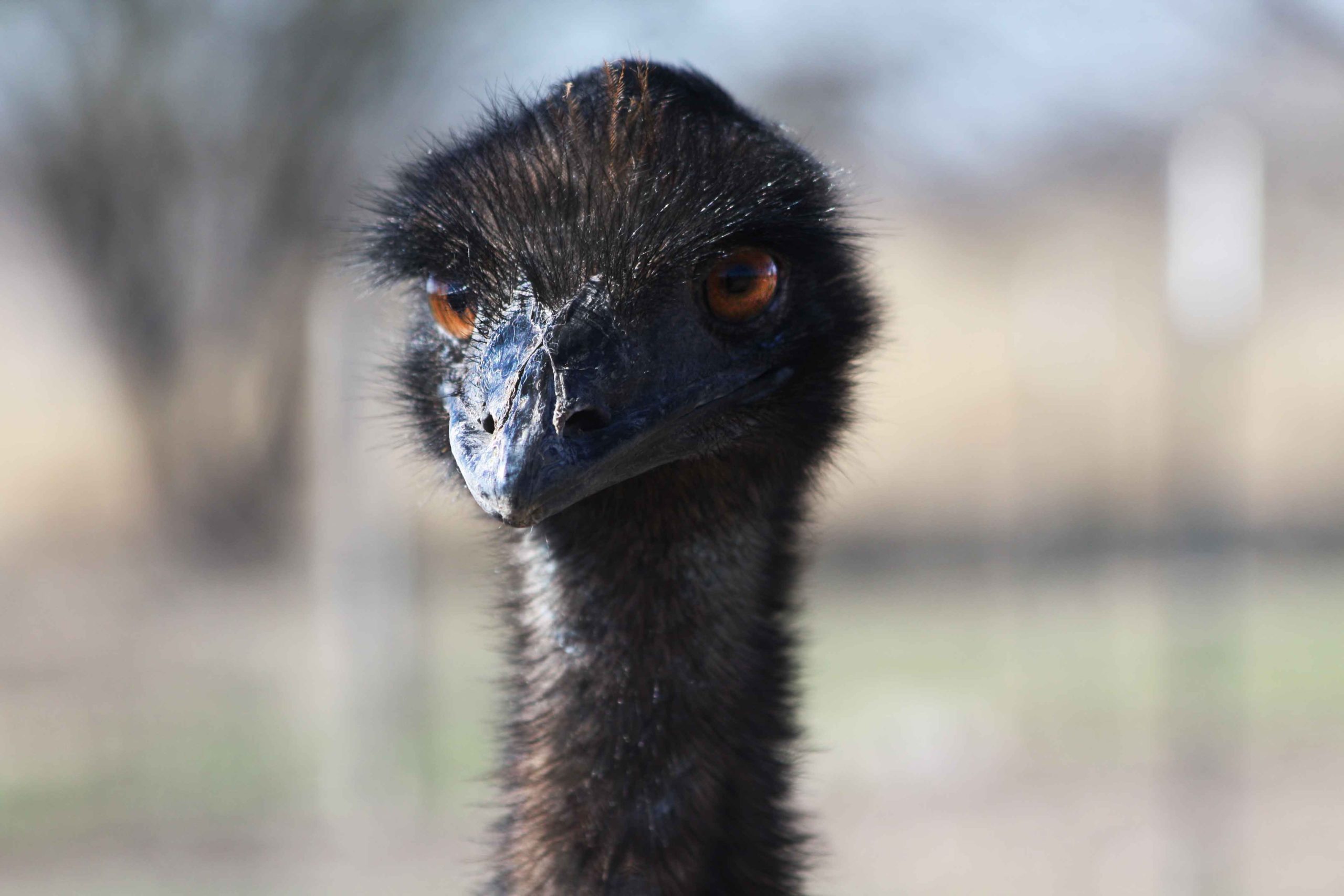 ostrich | criticised | author Imogen Clark blog