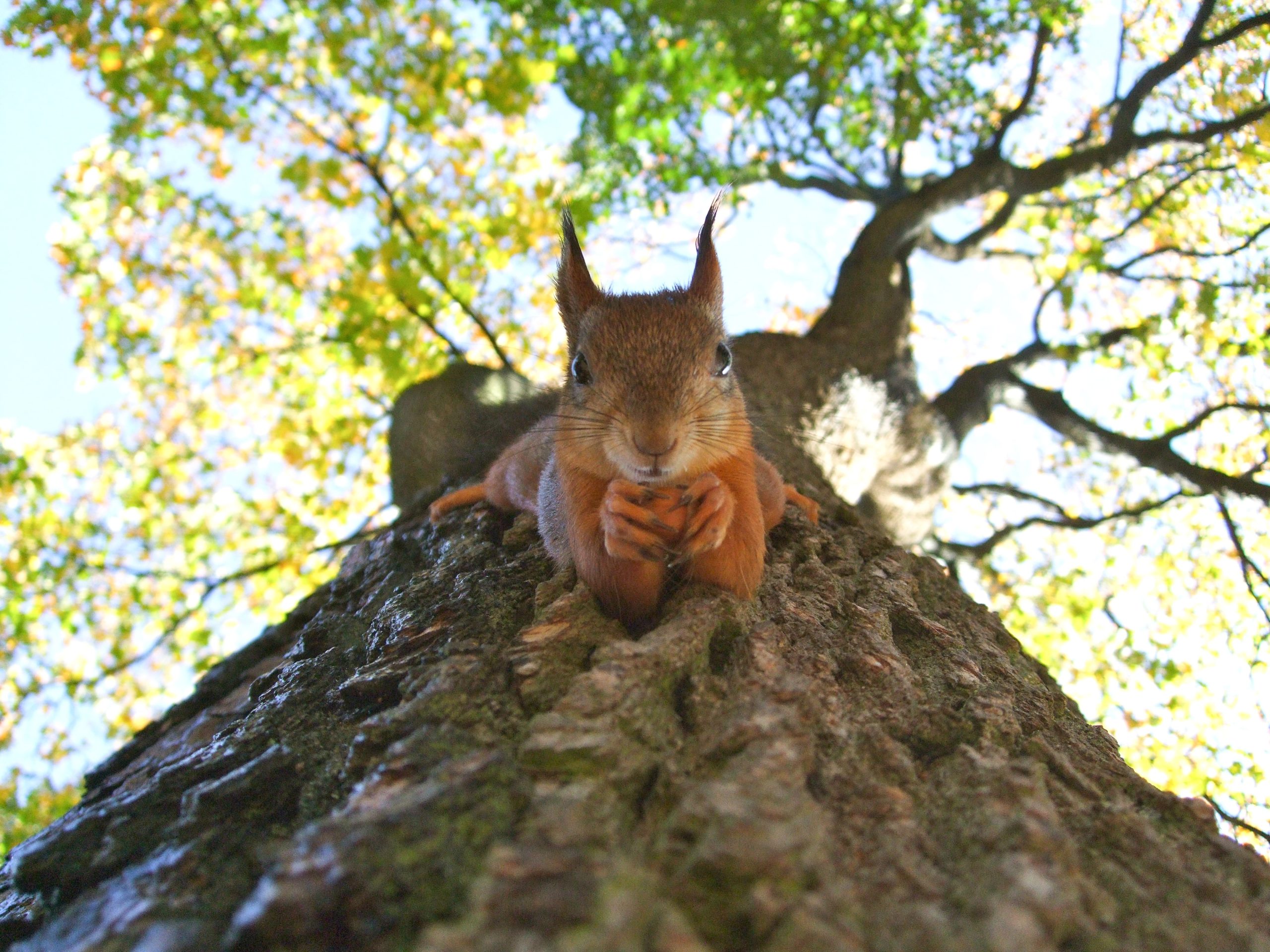 September squirrel | author Imogen Clark blog
