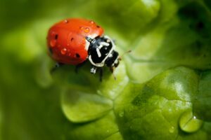 a ladybird on a leaf
