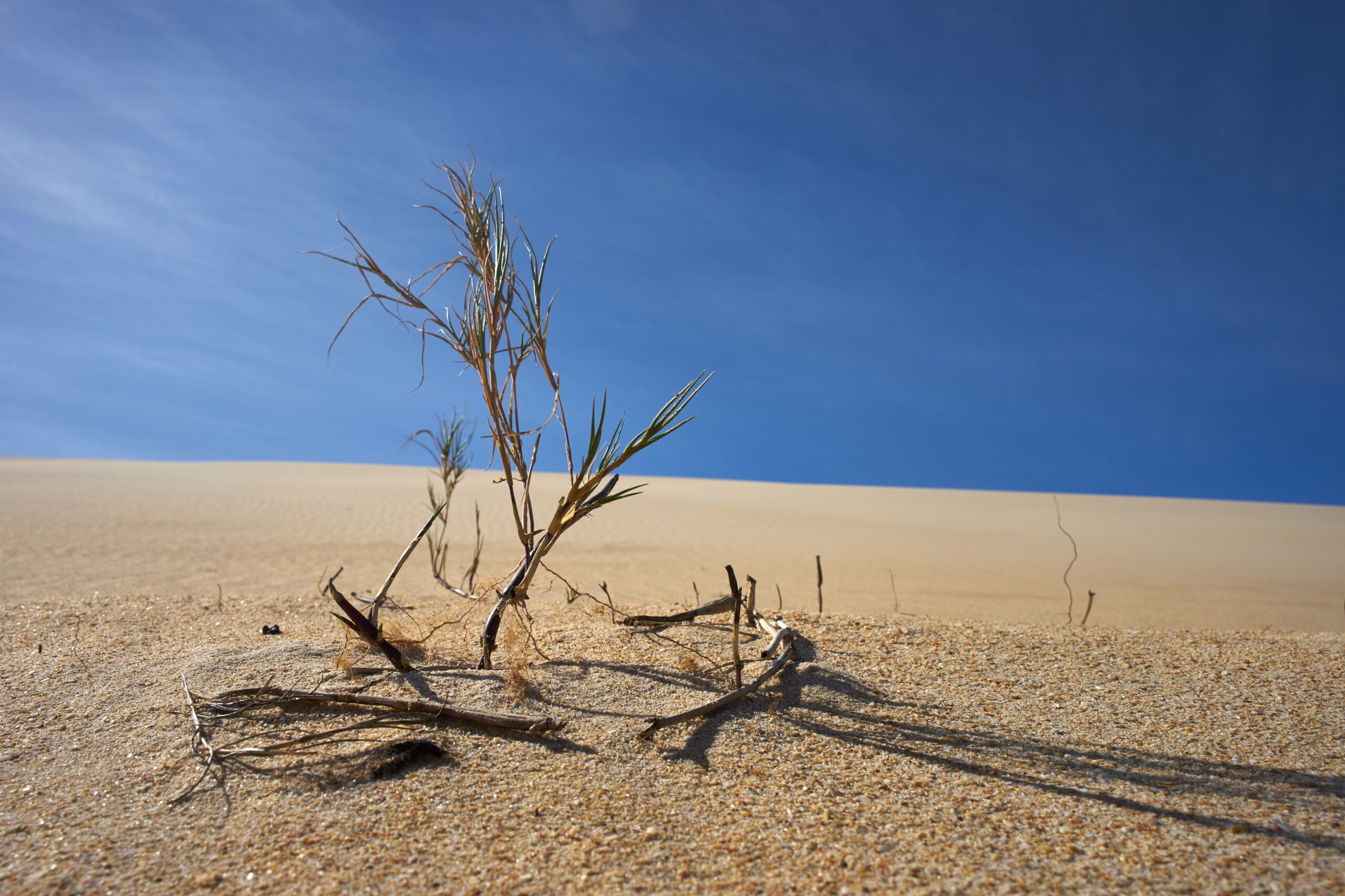 A dead plant in a desert