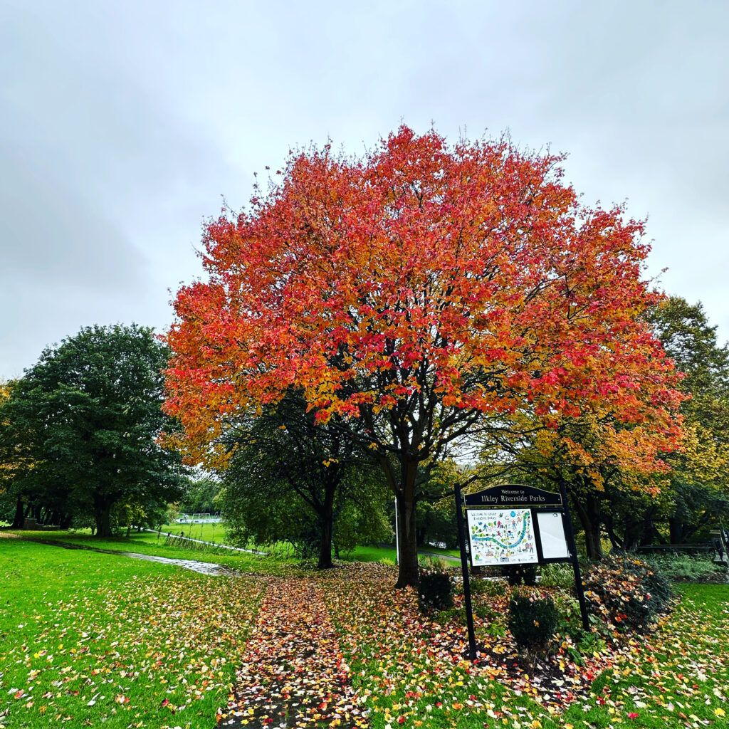 Image shows a tree with autumn coloured leaves. 