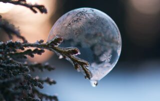 Image shows a bubble on a conifer branch