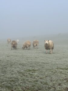 Image shows a sheep in a frosty field 