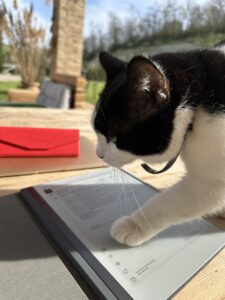 Image shows a black and white cat standing on a laptop 