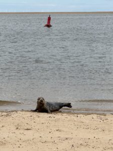 Image shows a grey seal on the shoreline 