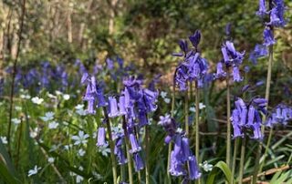 Imogen Clark's Bluebells