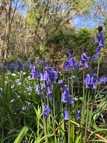 Imogen Clark's Bluebells
